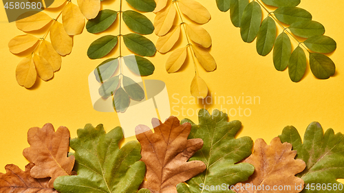 Image of Creative autumn pattern from colorful leaves for greeting.