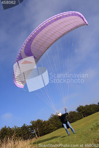 Image of Purple paraglider launching