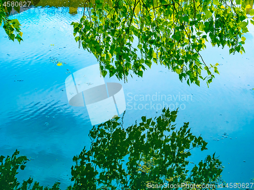 Image of Reflection in the water surface a branch of poplar  tree