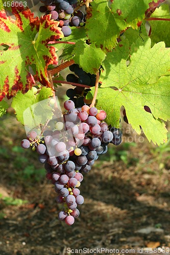 Image of Purple grapes detail