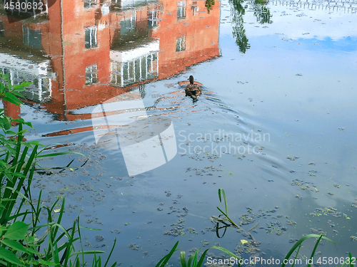 Image of Building and sky reflects in water surface wish swimming duck