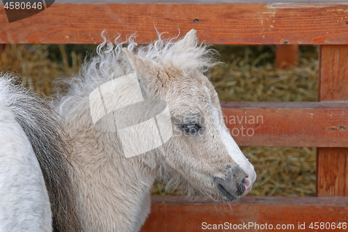 Image of Pony Foal