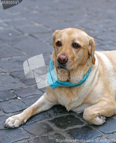 Image of Old Labrador