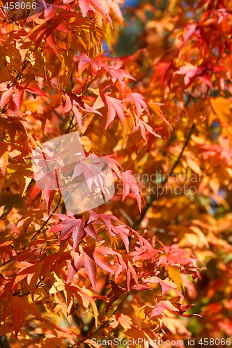 Image of Japanese Maple Tree