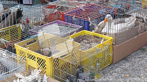 Image of Poultry at Market