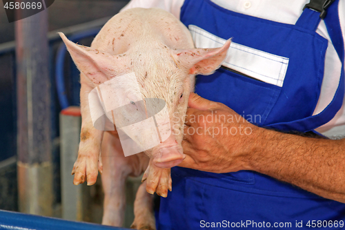 Image of Farmer Holding Piglet