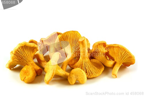 Image of Chanterelles isolated