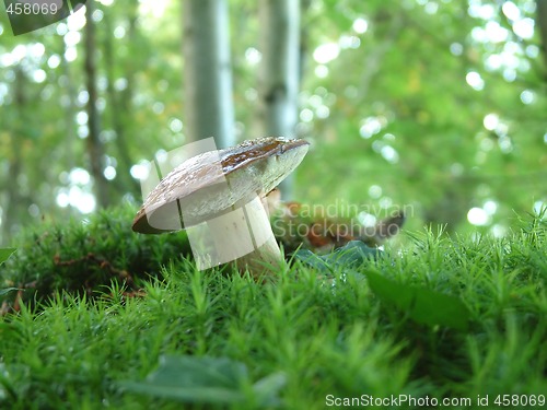 Image of Boletus badius