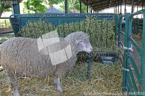 Image of Sheep Farm