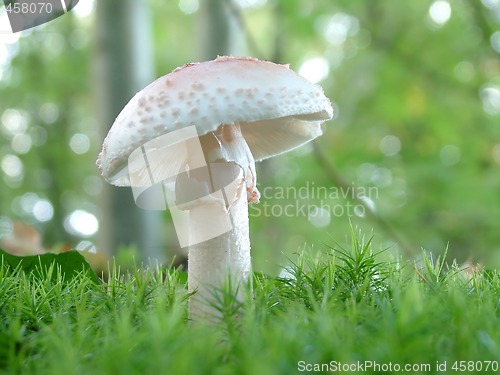 Image of Amanita verna mushroom