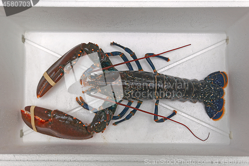 Image of Lobster in Box