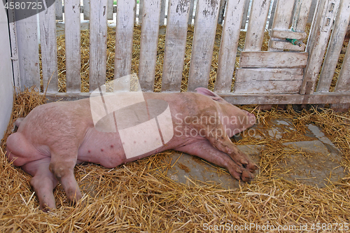 Image of Dead Pig