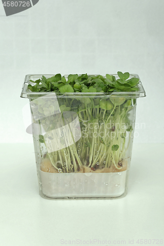 Image of Watercress Box