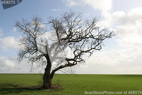 Image of Gnarly old tree