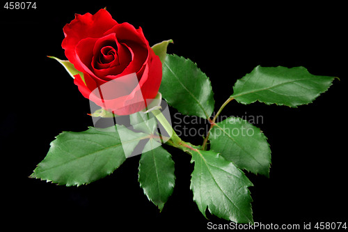 Image of Red rose isolated on black