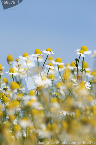 Image of Daisies