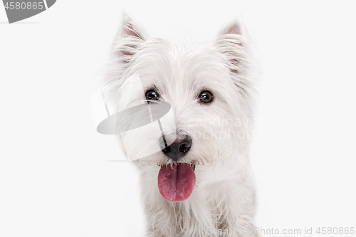 Image of west highland terrier in front of white background