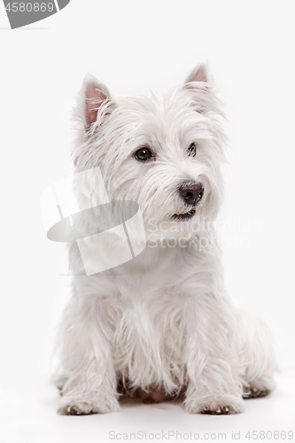 Image of west highland terrier in front of white background