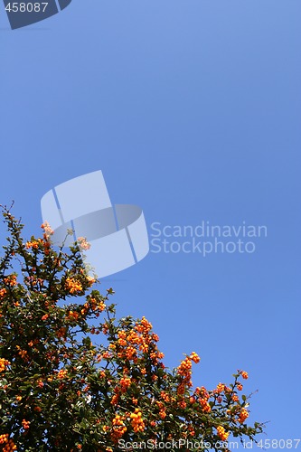 Image of Shrub with red berries