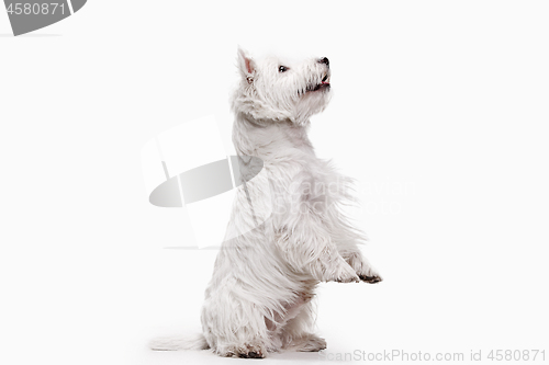 Image of west highland terrier in front of white background