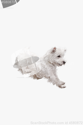 Image of west highland terrier in front of white background