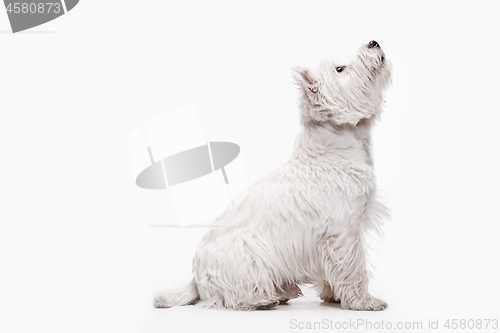 Image of west highland terrier in front of white background