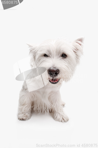 Image of west highland terrier in front of white background