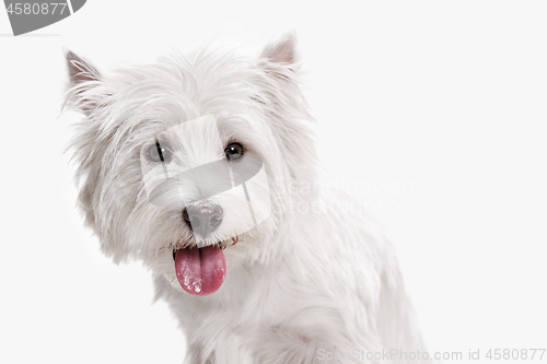 Image of west highland terrier in front of white background