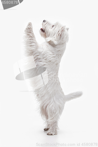 Image of west highland terrier in front of white background