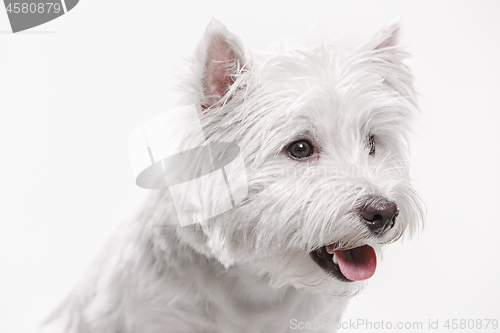Image of west highland terrier in front of white background