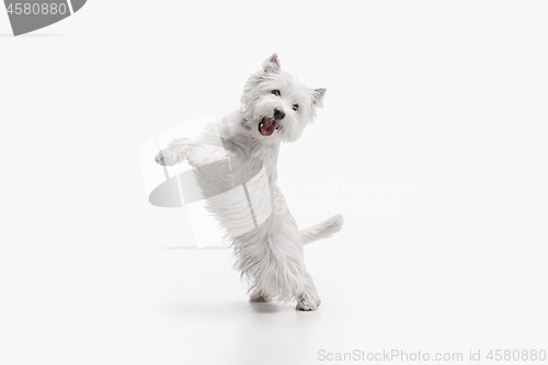 Image of west highland terrier in front of white background