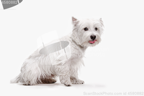 Image of west highland terrier in front of white background