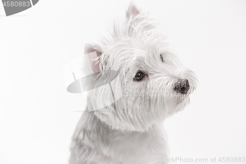 Image of west highland terrier in front of white background