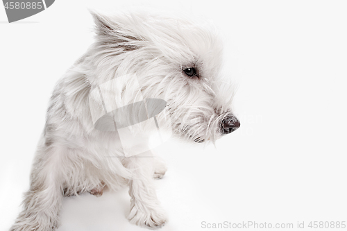 Image of west highland terrier in front of white background