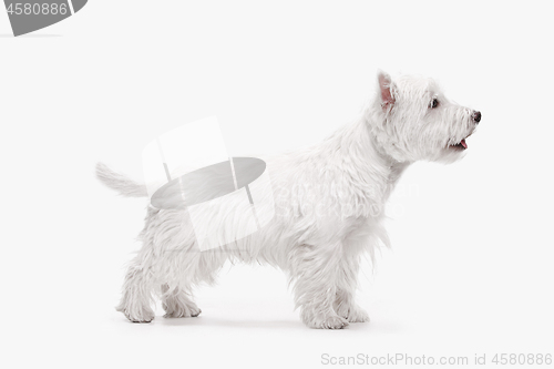 Image of west highland terrier in front of white background