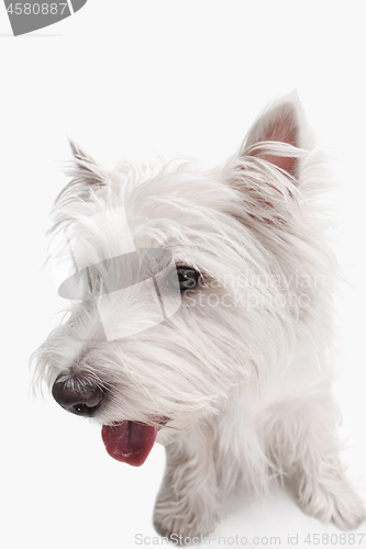 Image of west highland terrier in front of white background