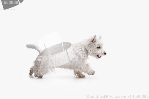 Image of west highland terrier in front of white background