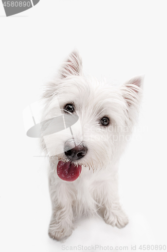 Image of west highland terrier in front of white background