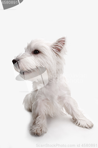 Image of west highland terrier in front of white background