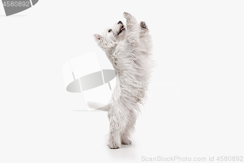 Image of west highland terrier in front of white background