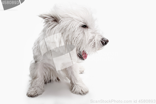 Image of west highland terrier in front of white background