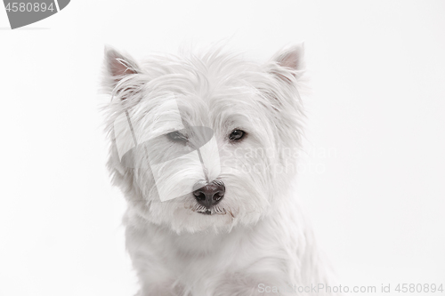 Image of west highland terrier in front of white background