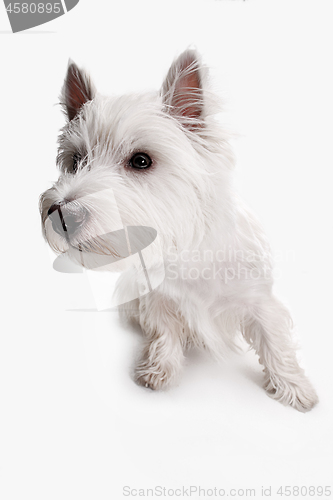 Image of west highland terrier in front of white background