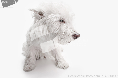 Image of west highland terrier in front of white background