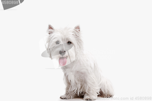 Image of west highland terrier in front of white background