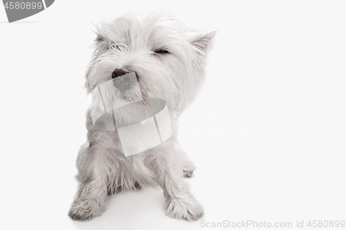 Image of west highland terrier in front of white background