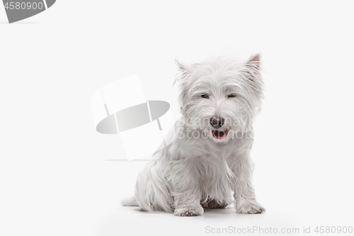 Image of west highland terrier in front of white background