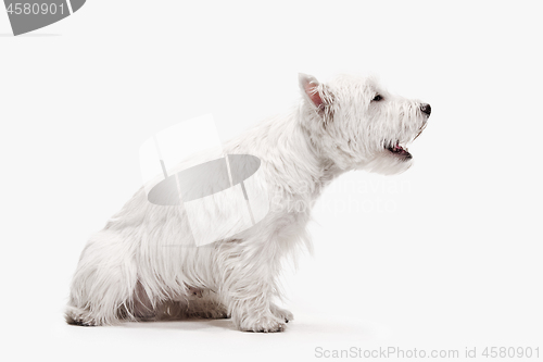 Image of west highland terrier in front of white background