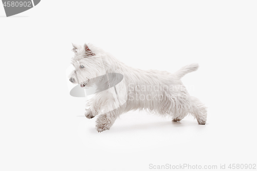 Image of west highland terrier in front of white background