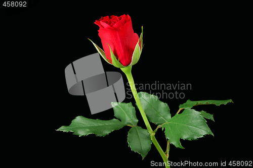 Image of Red rose isolated on black